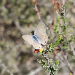 Lampides boeticus at Tuggeranong, ACT - 24 Sep 2023 10:47 AM