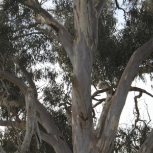 Psephotus haematonotus at Strathnairn, ACT - 23 Sep 2023