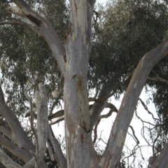 Psephotus haematonotus at Strathnairn, ACT - 23 Sep 2023