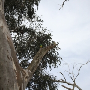 Psephotus haematonotus at Strathnairn, ACT - 23 Sep 2023