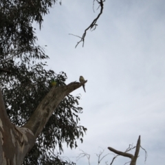 Psephotus haematonotus at Strathnairn, ACT - 23 Sep 2023