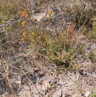 Dillwynia sp. at Wanniassa Hill - 24 Sep 2023 by LPadg