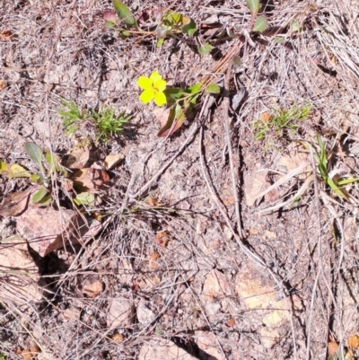 Goodenia hederacea subsp. hederacea (Ivy Goodenia, Forest Goodenia) at Wanniassa Hill - 24 Sep 2023 by LPadg