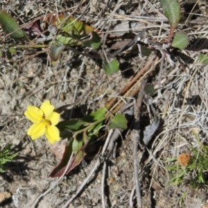 Goodenia hederacea subsp. hederacea at Tuggeranong, ACT - 24 Sep 2023 10:39 AM