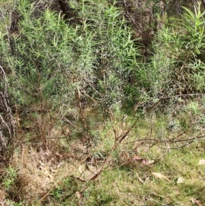 Cassinia longifolia at Tuggeranong, ACT - 24 Sep 2023 10:25 AM