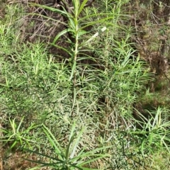 Cassinia longifolia at Tuggeranong, ACT - 24 Sep 2023