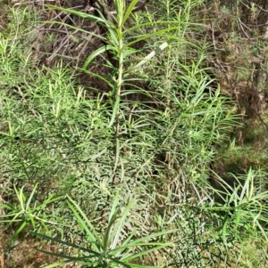 Cassinia longifolia at Tuggeranong, ACT - 24 Sep 2023 10:25 AM