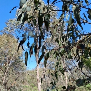 Eucalyptus bridgesiana at Tuggeranong, ACT - 24 Sep 2023