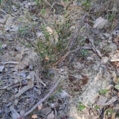 Leucopogon attenuatus (Small-leaved Beard Heath) at Wanniassa Hill - 24 Sep 2023 by LPadg
