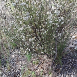 Brachyloma daphnoides at Tuggeranong, ACT - 24 Sep 2023 10:03 AM