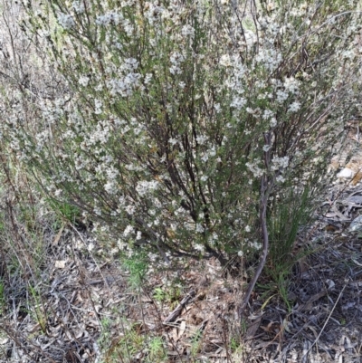 Brachyloma daphnoides (Daphne Heath) at Wanniassa Hill - 24 Sep 2023 by LPadg