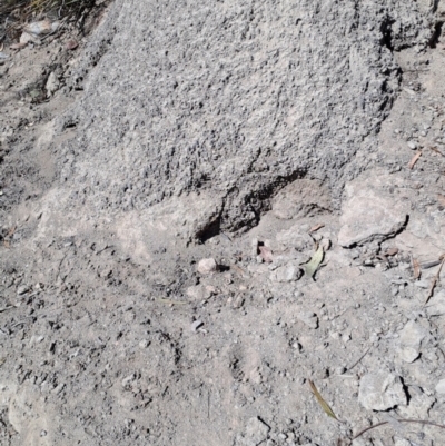Nasutitermes exitiosus (Snouted termite, Gluegun termite) at Wanniassa Hill - 24 Sep 2023 by LPadg