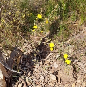 Hibbertia obtusifolia at Tuggeranong, ACT - 24 Sep 2023 09:55 AM