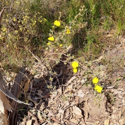 Hibbertia obtusifolia (Grey Guinea-flower) at Tuggeranong, ACT - 23 Sep 2023 by LPadg