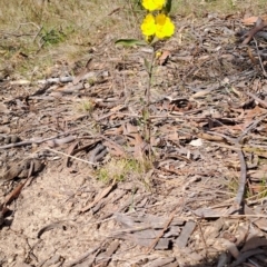 Hibbertia obtusifolia (Grey Guinea-flower) at Wanniassa Hill - 23 Sep 2023 by LPadg