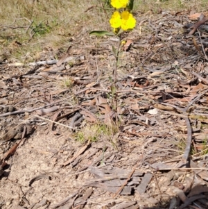 Hibbertia obtusifolia at Tuggeranong, ACT - 24 Sep 2023