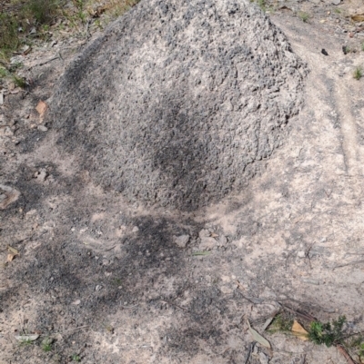 Nasutitermes exitiosus (Snouted termite, Gluegun termite) at Tuggeranong, ACT - 23 Sep 2023 by LPadg