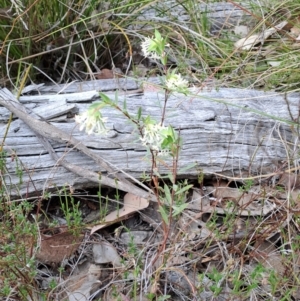 Pimelea linifolia subsp. linifolia at Tuggeranong, ACT - 24 Sep 2023