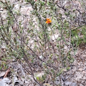 Dillwynia sericea at Tuggeranong, ACT - 24 Sep 2023 09:30 AM