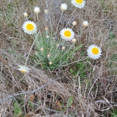 Leucochrysum albicans subsp. tricolor (Hoary Sunray) at Tuggeranong, ACT - 23 Sep 2023 by LPadg