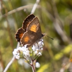 Paralucia aurifera (Bright Copper) at Namadgi National Park - 19 Sep 2023 by SWishart