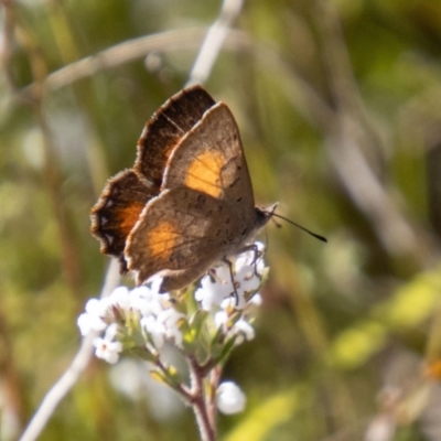 Paralucia aurifera (Bright Copper) at Namadgi National Park - 19 Sep 2023 by SWishart