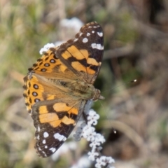 Vanessa kershawi (Australian Painted Lady) at Namadgi National Park - 19 Sep 2023 by SWishart