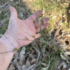 Juncus sp. at Kangaroo Valley, NSW - suppressed