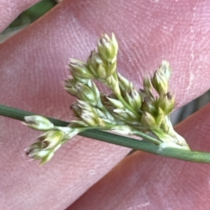 Juncus sp. at Kangaroo Valley, NSW - suppressed