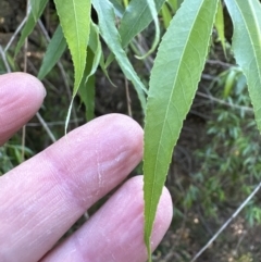 Salix babylonica (Weeping Willow) at Kangaroo Valley, NSW - 24 Sep 2023 by lbradleyKV