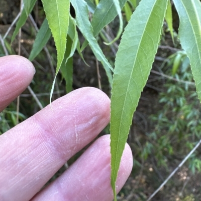 Salix babylonica (Weeping Willow) at Kangaroo Valley, NSW - 24 Sep 2023 by lbradley