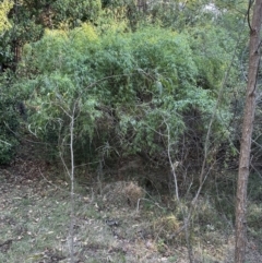 Salix babylonica at Kangaroo Valley, NSW - 24 Sep 2023