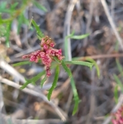 Haloragis heterophylla (Variable Raspwort) at Tidbinbilla Nature Reserve - 24 Sep 2023 by WalkYonder