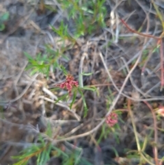 Haloragis heterophylla at Paddys River, ACT - 24 Sep 2023 02:59 PM