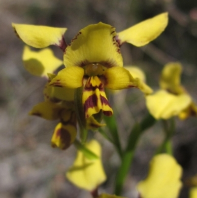 Diuris nigromontana (Black Mountain Leopard Orchid) at Dryandra St Woodland - 24 Sep 2023 by pinnaCLE