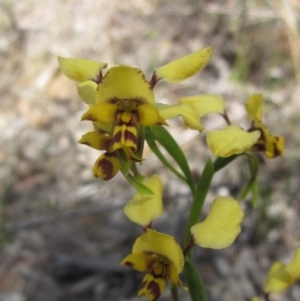 Diuris nigromontana at O'Connor, ACT - suppressed