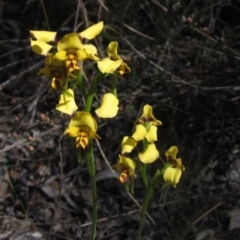 Diuris nigromontana at O'Connor, ACT - suppressed