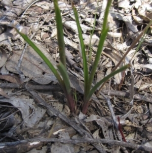 Diuris nigromontana at O'Connor, ACT - suppressed