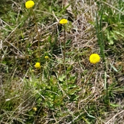 Craspedia variabilis (Common Billy Buttons) at Tidbinbilla Nature Reserve - 24 Sep 2023 by WalkYonder