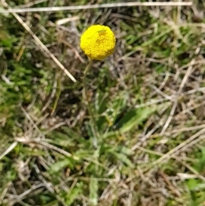 Craspedia variabilis at Paddys River, ACT - 24 Sep 2023