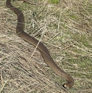 Pseudonaja textilis at Bungendore, NSW - 24 Sep 2023