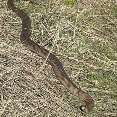 Pseudonaja textilis (Eastern Brown Snake) at Bungendore, NSW - 24 Sep 2023 by yellowboxwoodland