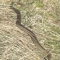 Pseudonaja textilis at Bungendore, NSW - suppressed