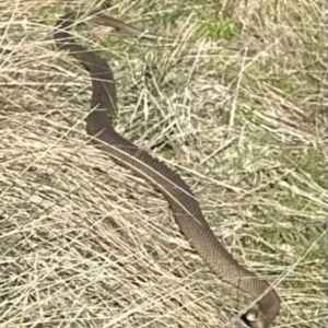 Pseudonaja textilis at Bungendore, NSW - 24 Sep 2023