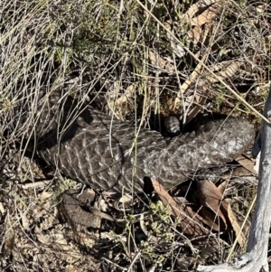 Tiliqua rugosa at Bungendore, NSW - 24 Sep 2023