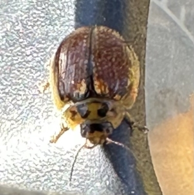 Paropsisterna cloelia (Eucalyptus variegated beetle) at QPRC LGA - 24 Sep 2023 by yellowboxwoodland