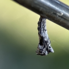 Hypertrophidae sp. (family) (Unidentified Twig Moth) at Campbell, ACT - 24 Sep 2023 by Hejor1