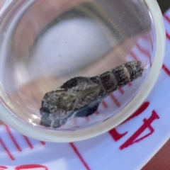 Hypertrophidae sp. (family) at Campbell, ACT - 24 Sep 2023