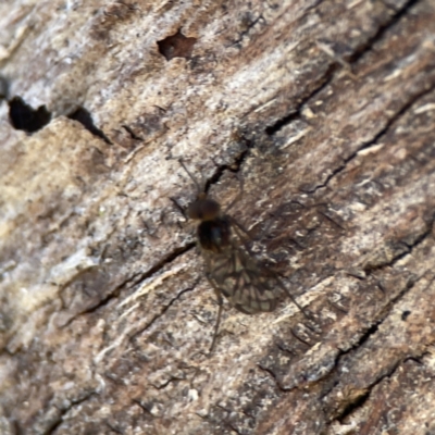 Unidentified Crane fly, midge, mosquito or gnat (several families) at Campbell, ACT - 24 Sep 2023 by Hejor1