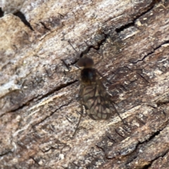 Sylvicola (genus) at Campbell, ACT - 24 Sep 2023 01:05 PM